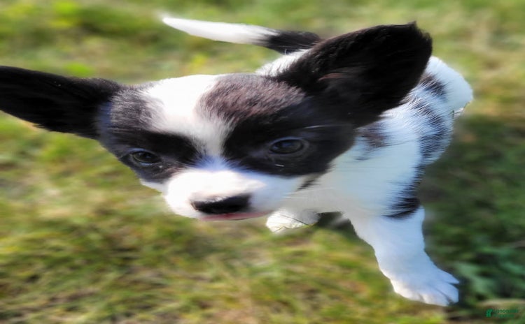 Papillon dogs for sale - Ad 1