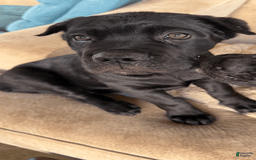 Cane Corso dogs for sale: Pretty Boy - Image 1