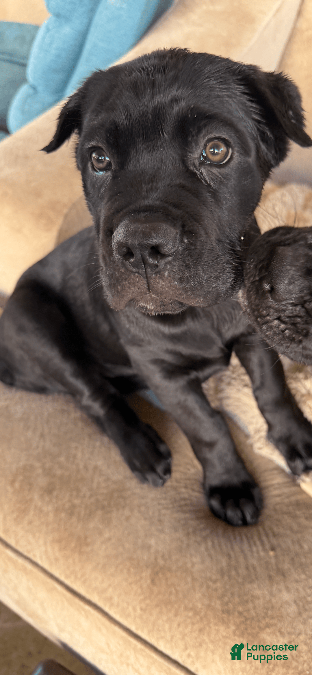 Cane Corso dogs for sale: Pretty Boy - Image 1