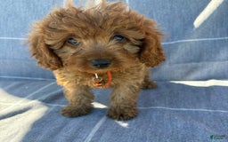 Cavapoo dogs for sale: Queen - Image 1