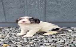 Cavapoo dogs for sale: Tucker - Image 6