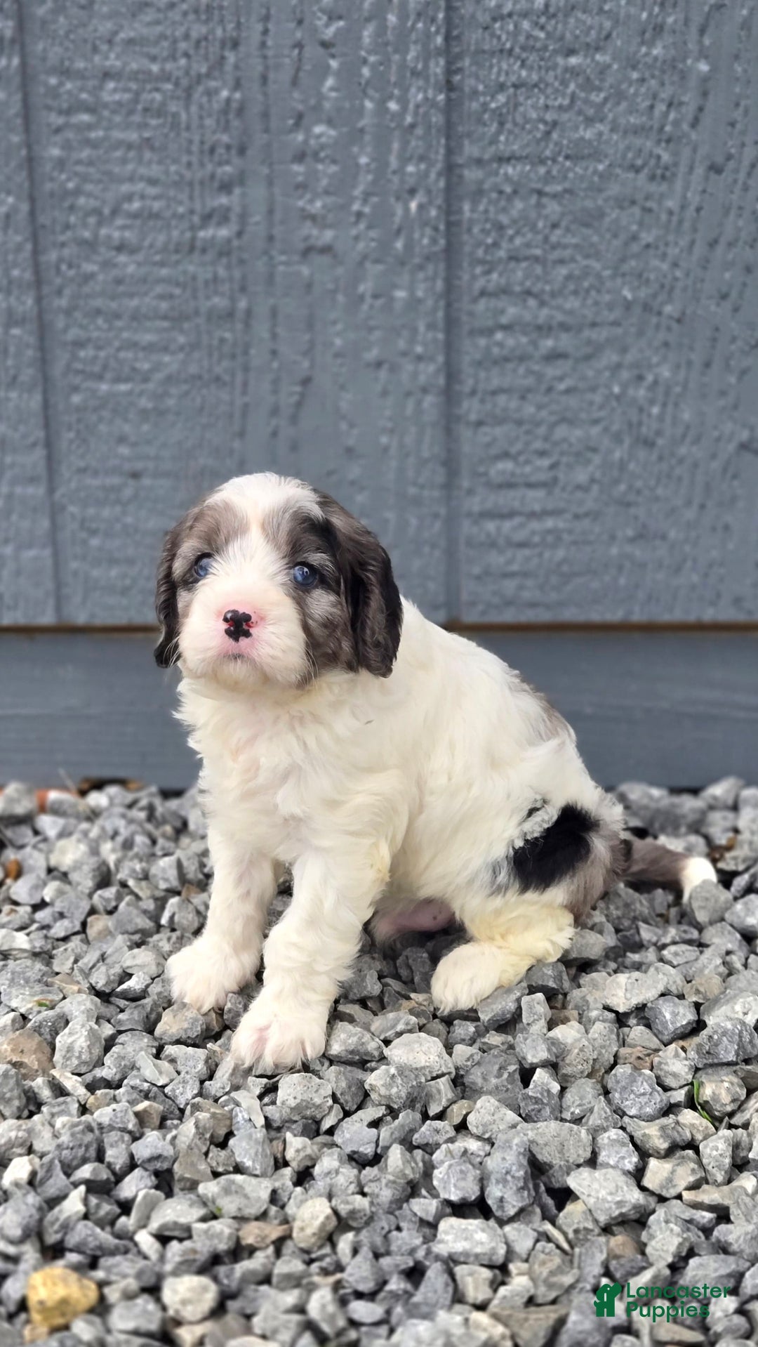Cavapoo dogs for sale: Tucker - Image 6