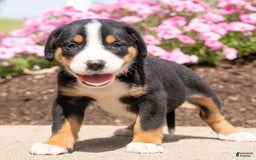 Greater Swiss Mountain Dog dogs for sale: Hailey - Image 1