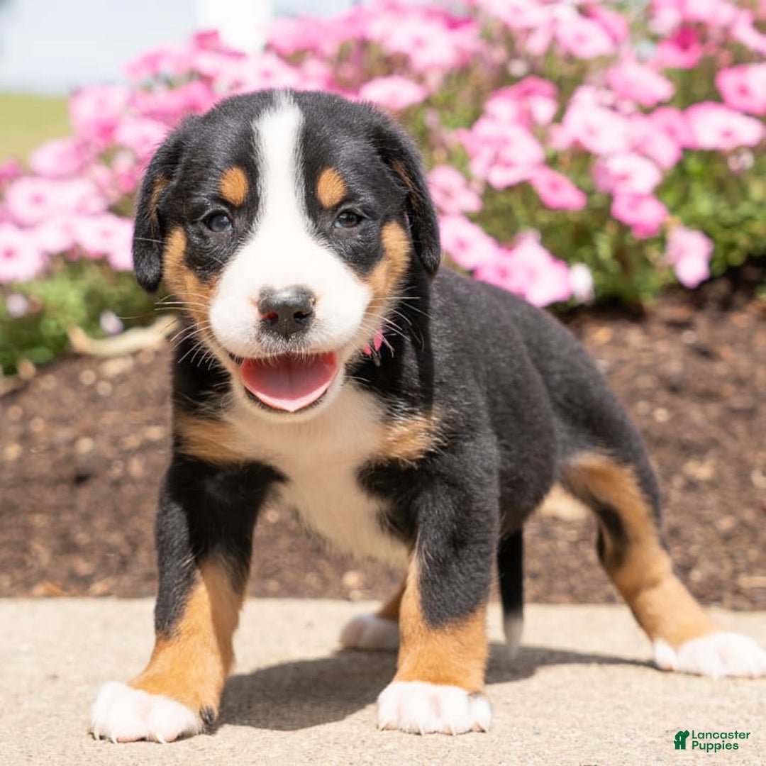 Greater Swiss Mountain Dog dogs for sale: Hailey - Image 1