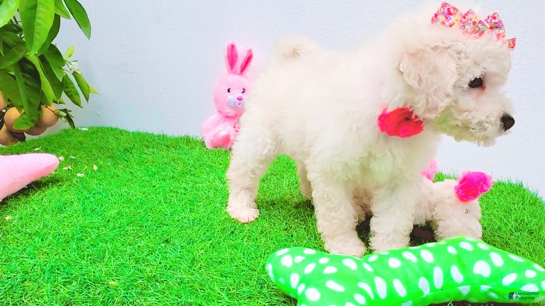 Maltipoo dogs for sale: Sunshine - Image 4