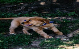 Golden Retriever dogs for sale: Sophie - Image 3
