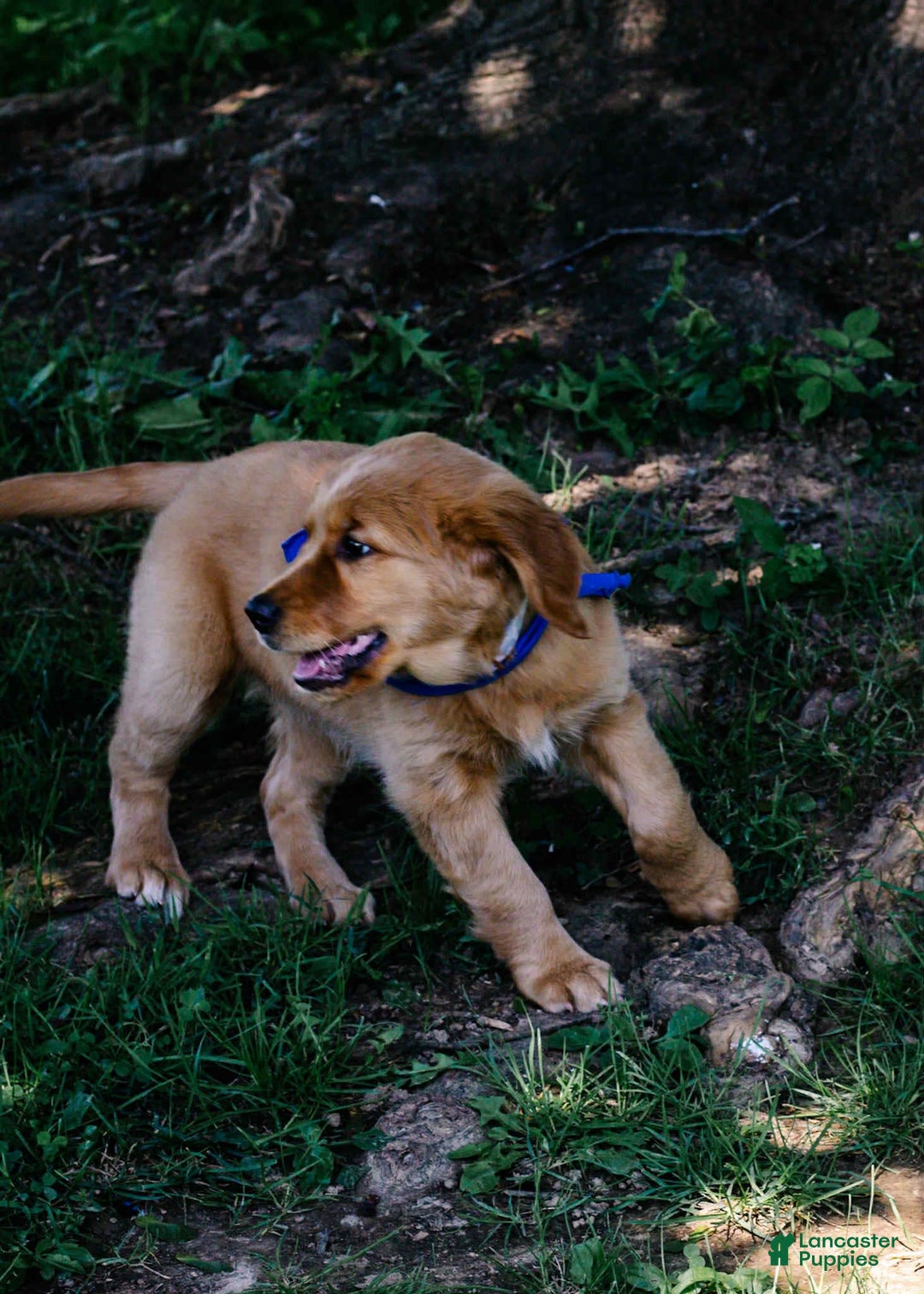Golden Retriever dogs for sale: Sophie - Image 3
