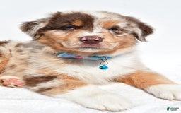 Miniature Australian Shepherd dogs for sale: Miniature Australian Shepherd 7 puppies - Image 19