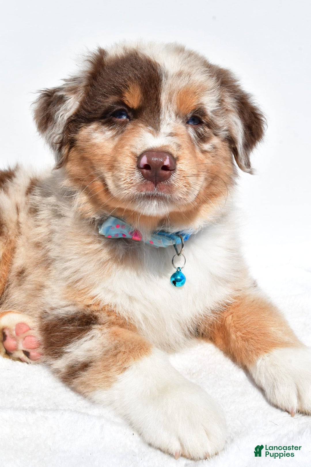 Miniature Australian Shepherd dogs for sale: Miniature Australian Shepherd 7 puppies - Image 19