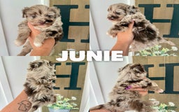 Aussiedoodle dogs for sale: Junie - Image 2