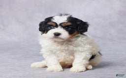 Cavapoo dogs for sale: Dax - Image 4