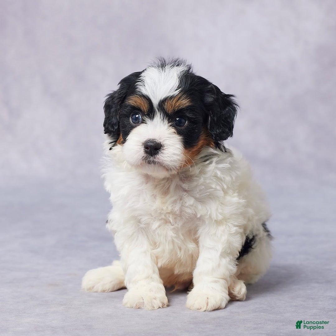 Cavapoo dogs for sale: Dax - Image 4