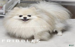 Pomeranian dogs for sale: Purse Pom - Love - Image 11