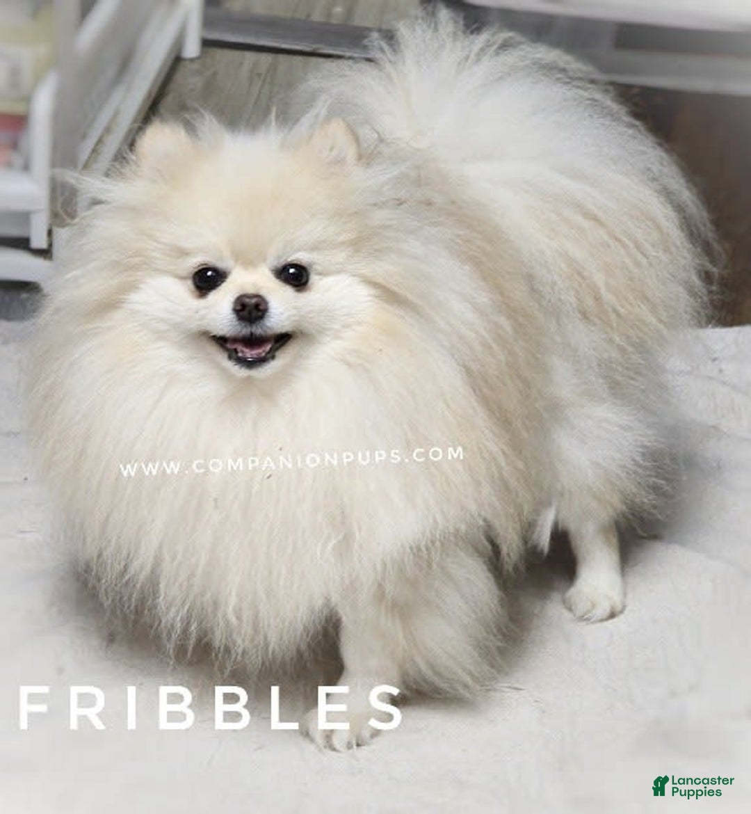 Pomeranian dogs for sale: Purse Pom - Love - Image 11