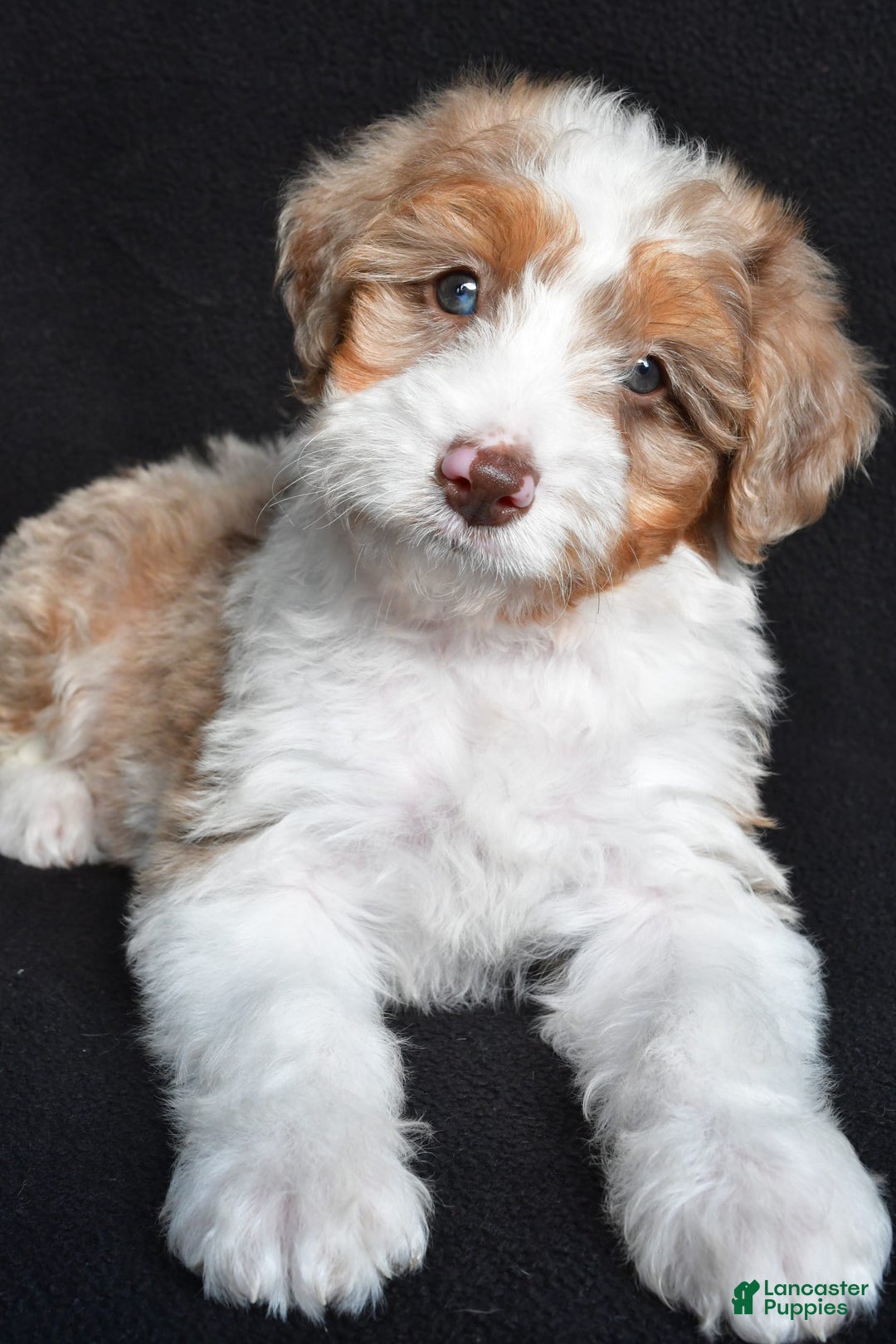 Mini Aussiedoodle dogs for sale: Julia - Image 7