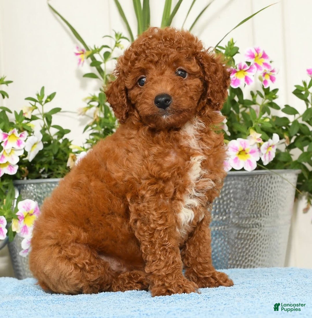 Miniature Poodle dogs for sale: Ranger - Image 7