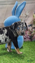 Juliet 2025 M1 Catahoula Puppy