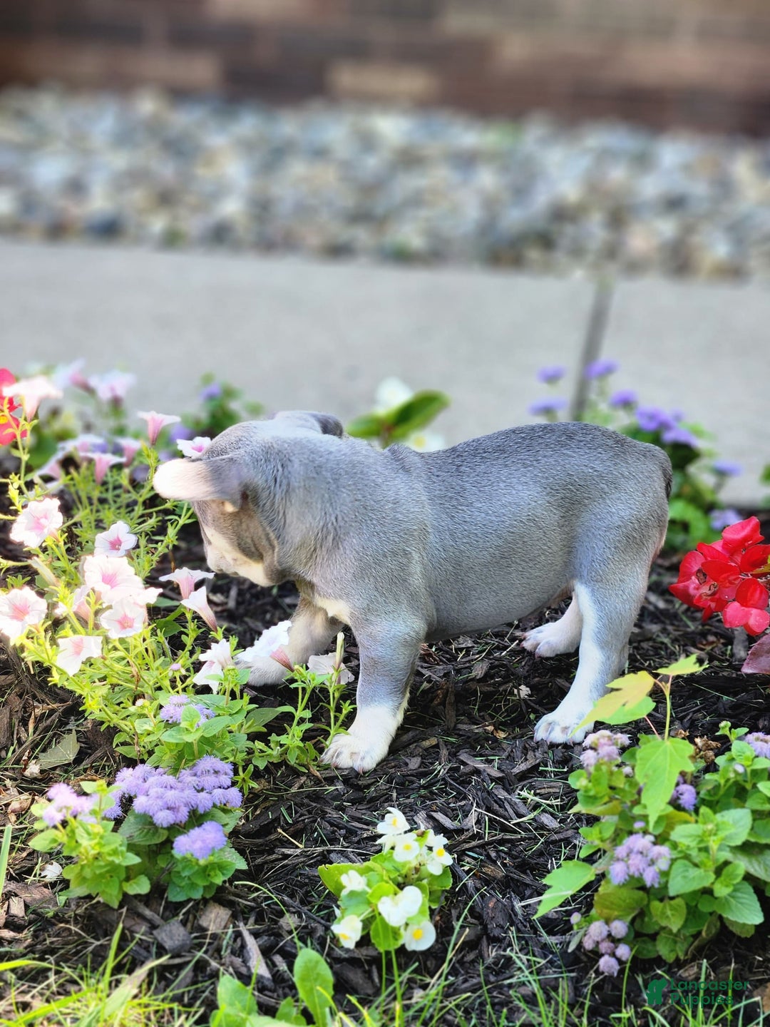French Bulldog dogs for sale: Max - Image 1
