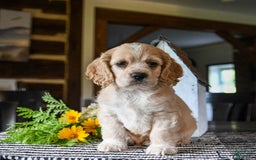 Cocker Spaniel dogs for sale: Archie - Image 4
