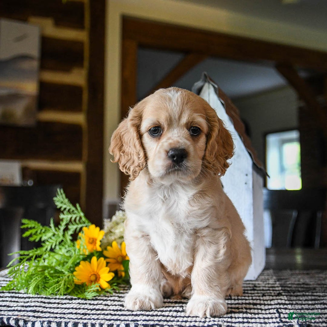 Cocker Spaniel dogs for sale: Archie - Image 4