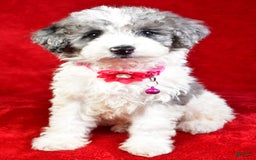 Miniature Poodle dogs for sale: Lola - Image 1
