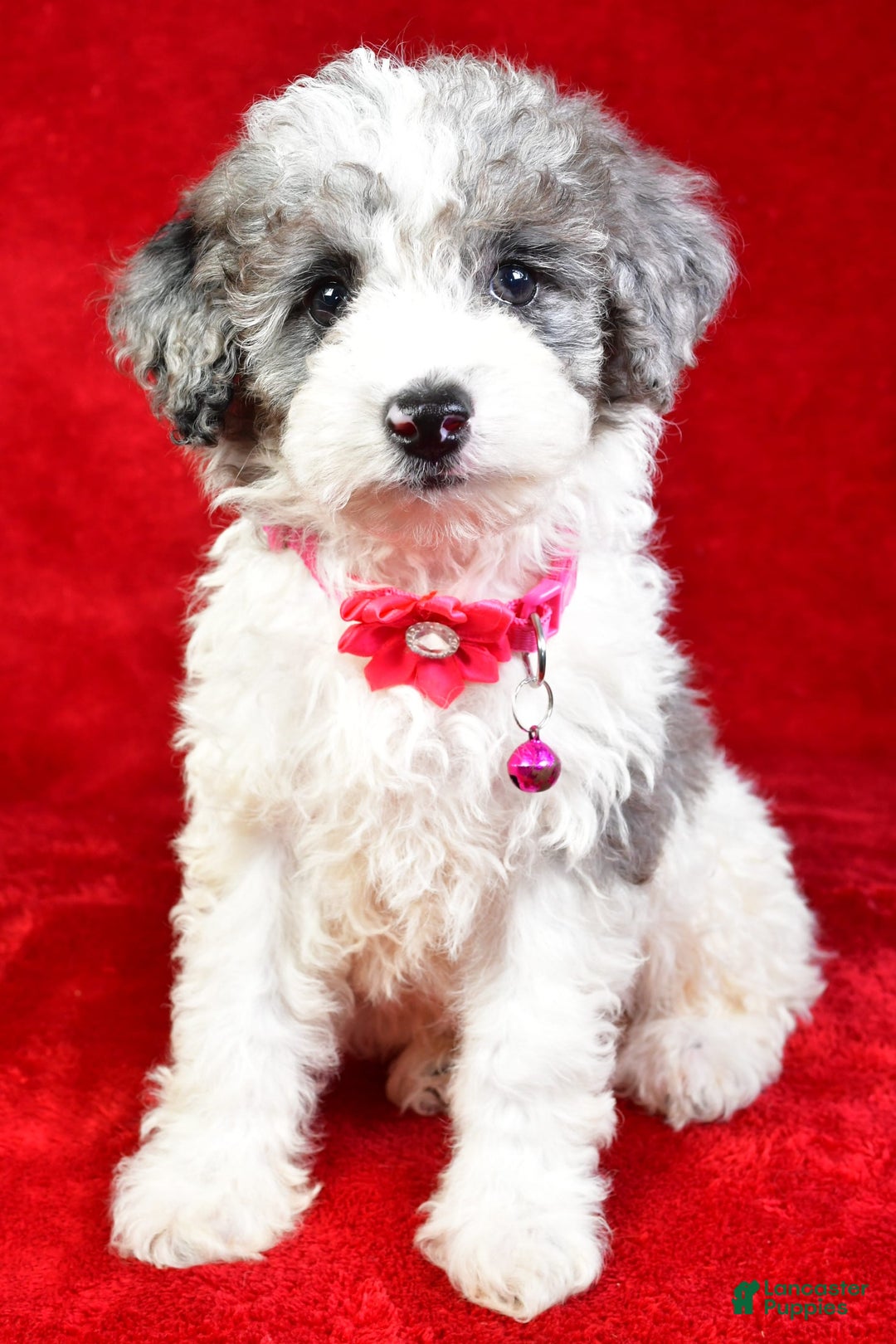 Miniature Poodle dogs for sale: Lola - Image 1