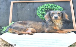 Dachshund dogs for sale: Benson - Image 6