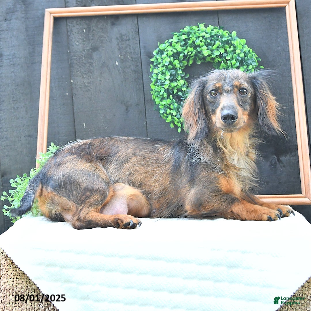 Dachshund dogs for sale: Benson - Image 6