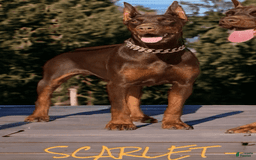 Doberman Pinscher dogs for sale: Buchana - Image 5