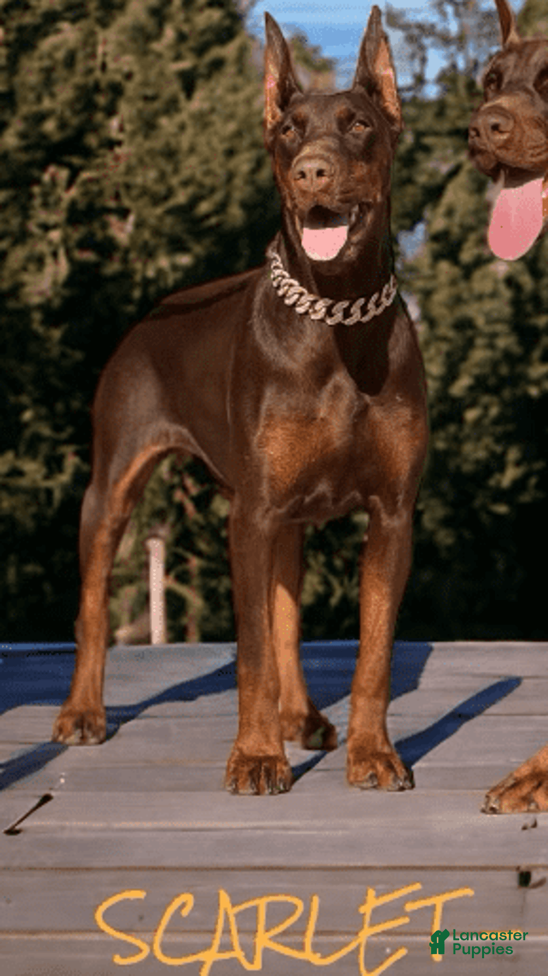 Doberman Pinscher dogs for sale: Buchana - Image 5