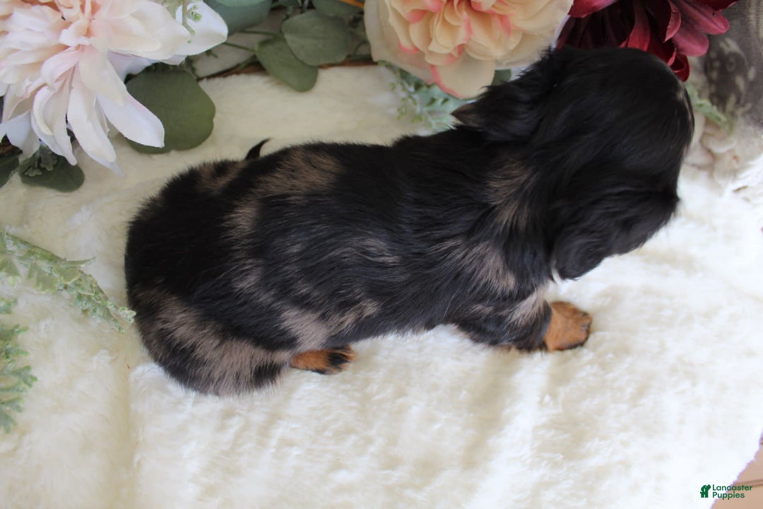 Miniature Dachshund dogs for sale: Gavin - Image 5