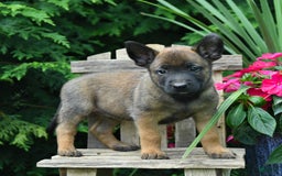 Belgian Malinois dogs for sale: Belgian Malinois 9 puppies - Image 18
