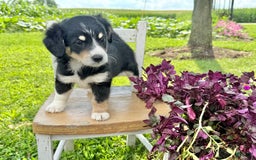 Welsh Corgi Pembroke dogs for sale: Welsh Corgi (Pembroke) 5 puppies - Image 2