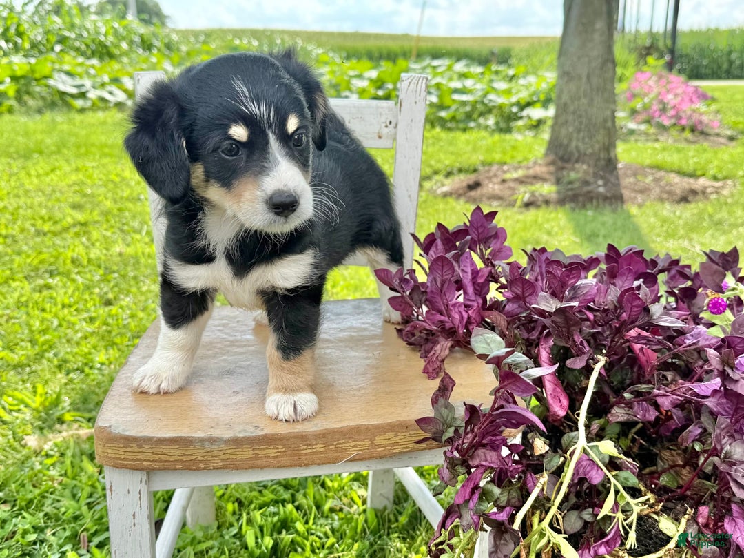 Welsh Corgi Pembroke dogs for sale: Welsh Corgi (Pembroke) 5 puppies - Image 2