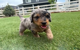 Bernedoodle dogs for sale: 7 - Image 3