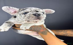 French Bulldog dogs for sale: Roscoe - Image 1