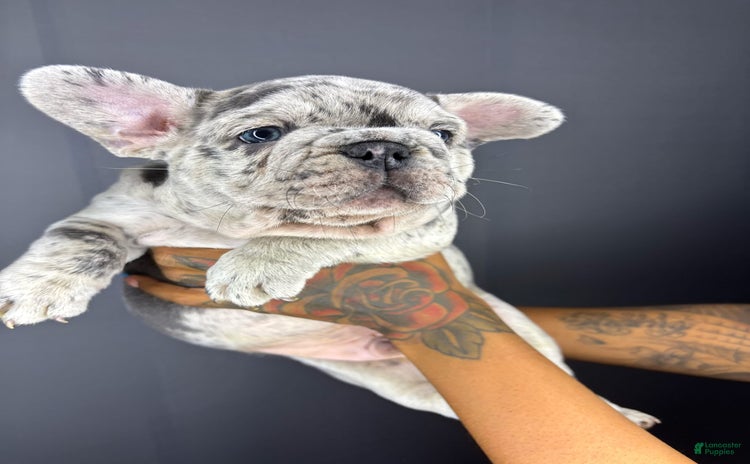 French Bulldog dogs for sale - Ad 1