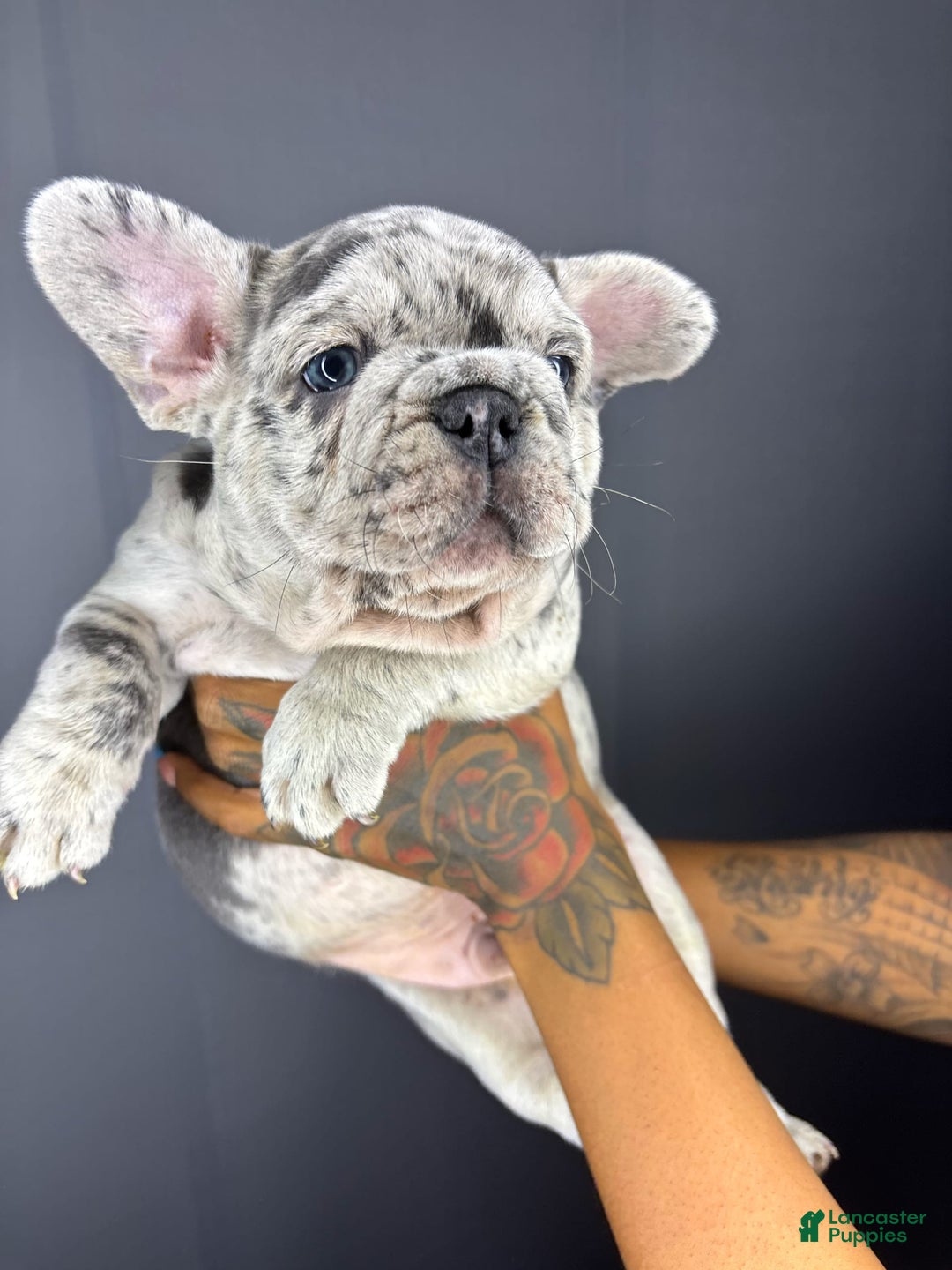 French Bulldog dogs for sale: Roscoe - Image 1
