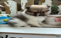 Pomeranian dogs for sale: Cory - Image 10
