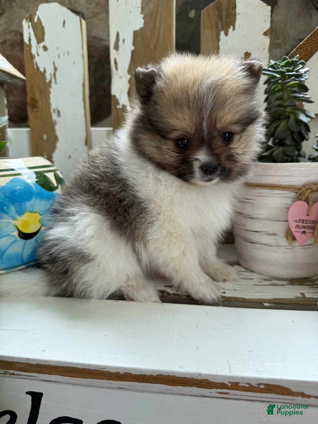 Pomeranian dogs for sale: Cory - Image 10