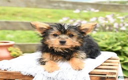 Yorkshire Terrier dogs for sale: Cash - Image 10