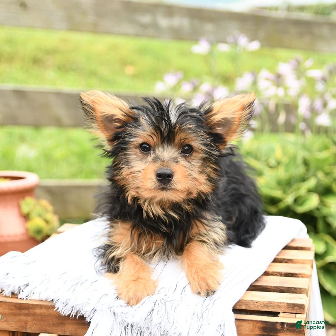 Yorkshire Terrier dogs for sale: Cash - Image 10