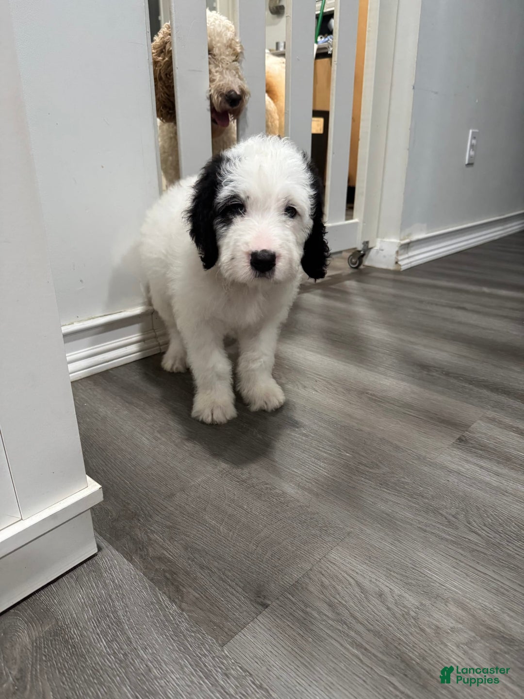 Saint Berdoodles dogs for sale: Bailey - Image 7