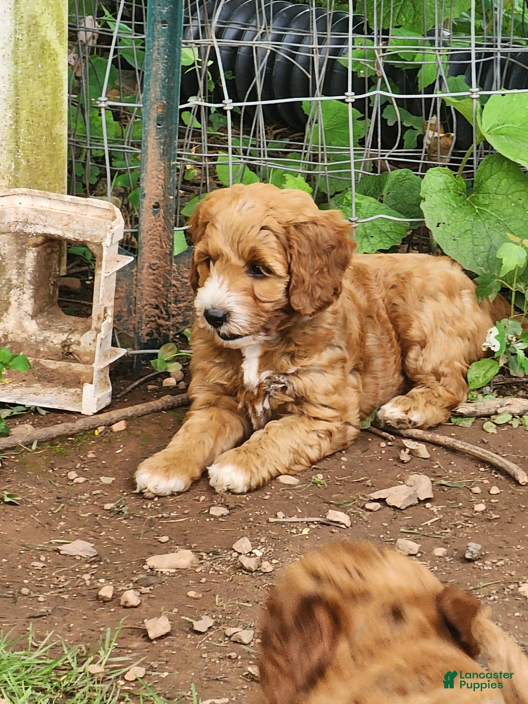 Irish Doodle dogs for sale: Celeste-mini Irish Doodle - Image 11
