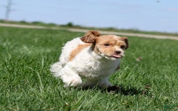 Shihpoo dogs for sale: Amy - Image 7