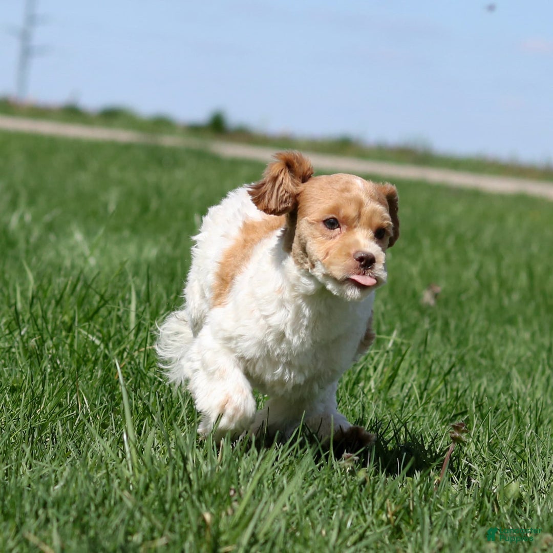 Shihpoo dogs for sale: Amy - Image 7