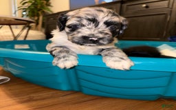 Cockapoo dogs for sale: Ben - Image 1