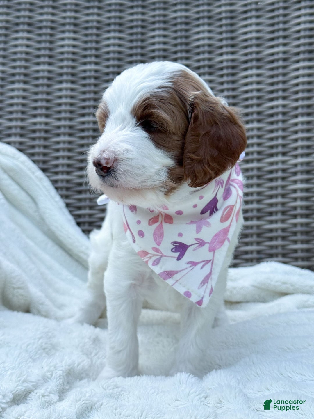 Goldendoodle dogs for sale: Alice - Image 13