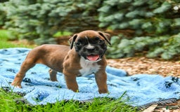 Boxer dogs for sale: Holly - Image 5