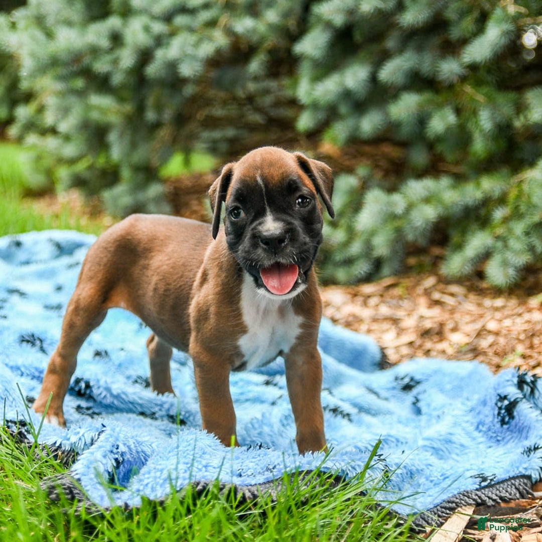 Boxer dogs for sale: Holly - Image 5